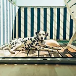 Hundefreundliches Family H3 110 *