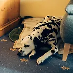 Apartment Hundefreundliches Family H3 110