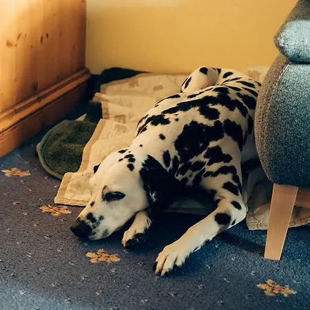 Apartamento Hundefreundliches Family H3 110